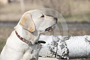 Labrador puppy grins and growls in outdoor.