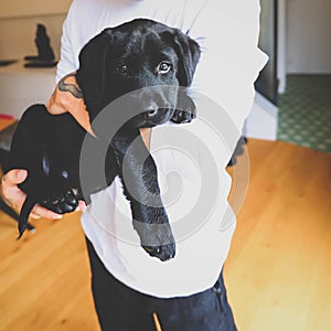 Labrador puppy in the hands of the owner photo