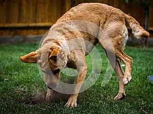 Labrador puppy having fun