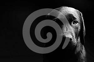 Labrador Puppy Head On - Light/Dark
