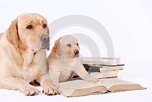 Labrador puppy with his mother and books