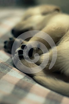 Labrador Puppy with only his paws in focus