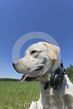 labrador puppy with his tongue listening to music on headphones in outdoor