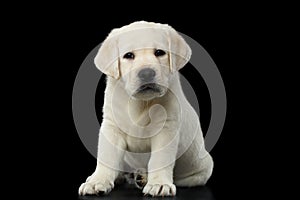 Labrador puppy isolated on Black background