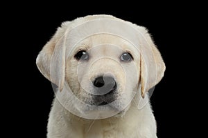 Labrador puppy isolated on Black background