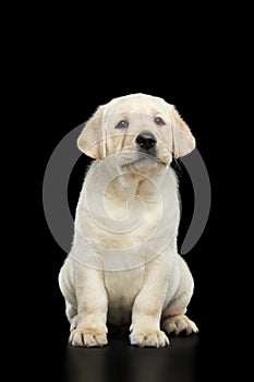 Labrador puppy isolated on Black background