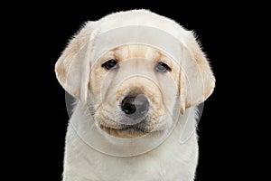 Labrador puppy isolated on Black background