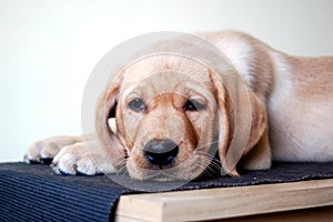 Labrador puppy laying down