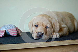 Labrador puppy laying down with squeeze toy