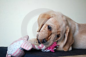 Labrador puppy laying down with squeeze toy