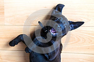 Labrador puppy lies on his back and invites him to play. Pets care