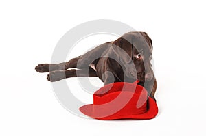 Labrador puppy lying with a hat on a white background