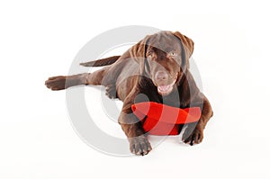 Labrador puppy lying with a red hat on a white background