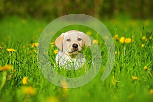 Labrador puppy lying in a spring meadow