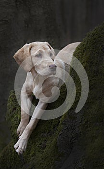 Labrador puppy on a mossy tree