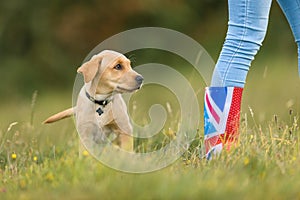 Labrador puppy with owner