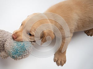 Labrador puppy play with stuff toy