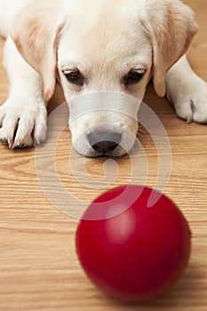 Labrador Puppy playing