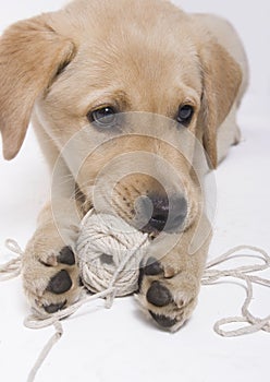 Labrador Puppy with Rope