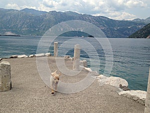 Labrador puppy running by the sea