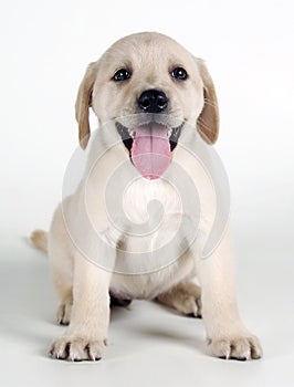 Labrador Puppy sitting and facing, isolated on white