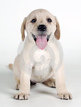 Labrador Puppy sitting and facing, isolated on white photo