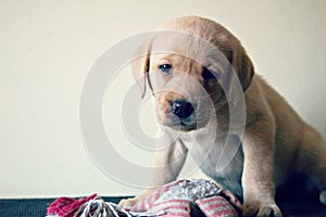 Labrador puppy sitting with squeeze toy