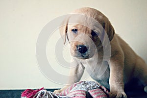 Labrador puppy sitting with squeeze toy photo
