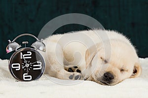 Labrador puppy sleeping on blanket with alarm clock