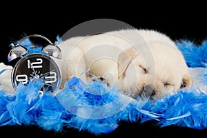 Labrador puppy sleeping on blue feathers with alarm clock