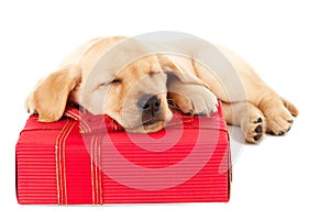 Labrador puppy sleeping on a present