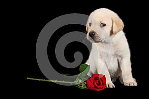 Labrador puppy standing on black with red rose