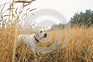 Labrador puppy in training in field in early morning