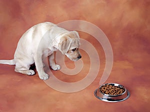 Labrador puppy waiting to eat