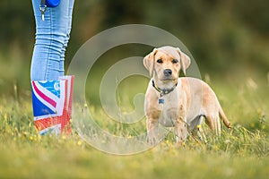 Labrador puppy on a walk with owner in a field