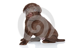 Labrador puppy on white background