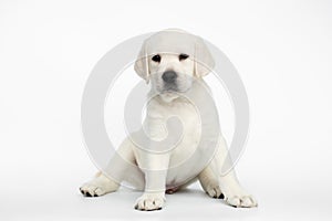 Labrador puppy on white background