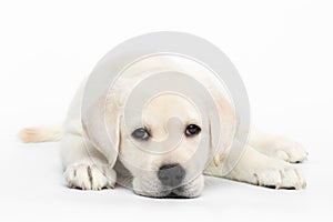 Labrador puppy on white background