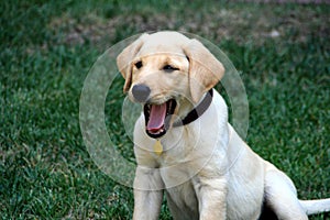 Labrador puppy yawning