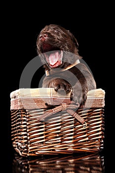 Labrador puppy yawns sitting in a wicker basket