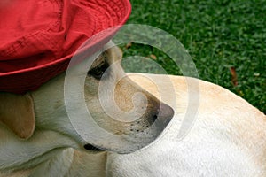 Labrador with red hat II