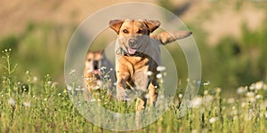 Labrador Redriver dog and Bulldog. Dog is running over a blooming beautiful colorful meadow