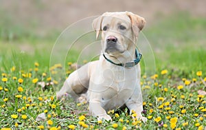 Labrador retiever dog resting in the park