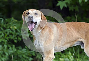 Labrador Retreiver Vizsla Hound mixed breed dog