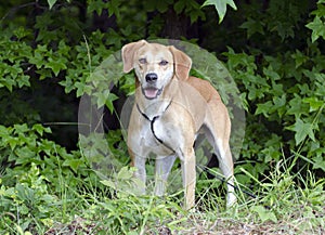Labrador Retreiver Vizsla Hound mixed breed dog photo