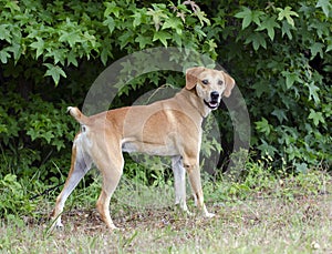 Labrador Retreiver Vizsla Hound mixed breed dog photo