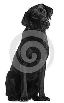 Labrador Retriever, 10 months old, sitting