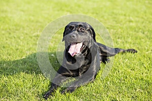 Labrador Retriever