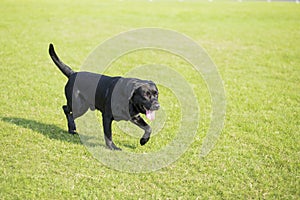 Labrador Retriever