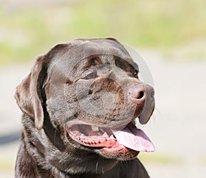 Labrador Retriever